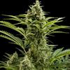 BUDDHA VESTA  AUTO* BUDDHA SEEDS  1 SEME FEM