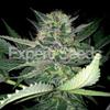 CRITICAL LIGHTS * EXPERT SEEDS  1 SEME FEM 