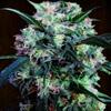 KALI CHINA PACK DE CRIA * ACE SEEDS  20  SEMI FEM