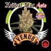 KRITICAL MAX AUTO* VENUS GENETICS 10 SEMI FEM