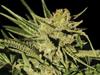 EGARSHARK * EXCLUSIVE SEEDS   3 SEMI FEM 