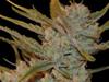 OXUS   * EXCLUSIVE SEEDS   5 SEMI FEM 