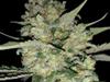 CRITICAL * EXCLUSIVE SEEDS   5 SEMI FEM 