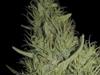 AMNESIA  * EXCLUSIVE SEEDS   3 SEMI FEM 