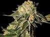 SUPER MANDARINA * EXCLUSIVE SEEDS   5 SEMI FEM 