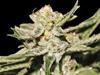 DOBLE W  * EXCLUSIVE SEEDS   1 SEME FEM 