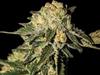 AUTO MANDARINA * EXCLUSIVE SEEDS   1 SEME FEM 