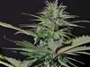 AUTO BILBERRY * EXCLUSIVE SEEDS   1 SEME FEM 