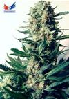 CRITICAL # 47 * POSITRONICS FEMINIZED  25 SEMI 