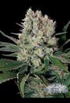 CHEESE (FAST VERSION) * CITY SEEDS BANK   3 SEMI FEM