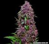 PURPLE MAZAR AUTO  *KALASHNIKOV SEEDS   3 SEMI FEM 