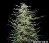 AMNESIA MOLOTOV *KALASHNIKOV SEEDS   3 SEMI FEM 