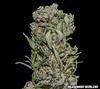 WHITE CRITICAL EXPRESS  *KALASHNIKOV SEEDS   5 SEMI FEM 