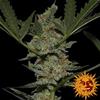 ACAPULCO GOLD * BARNEY'S FARM - 3 SEMI FEM
