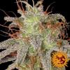 AMNESIA LEMON * BARNEY'S FARM - 1 SEME FEM