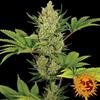 BLUEBERRY CHEESE AUTO * BARNEY'S FARM - 5 SEMI FEM 