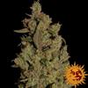 CBD CRITICAL CURE * BARNEY'S FARM - 1 SEME FEM