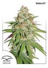 GLUEBERRY OG ® *DUTCH PASSION - 1 SEME FEM