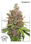 * DUTCH PASSION AUTO GLUEBERRY OG® 3 SEMI FEM.