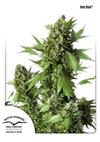 * DUTCH PASSION AUTO DUCK ® 3 SEMI FEM.
