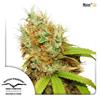 MAZAR ® * DUTCH PASSION - 10 SEMI FEM