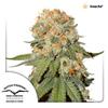 * DUTCH PASSION ORANGE BUD ® 3 SEMI FEM