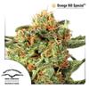 * DUTCH PASSION ORANGE HILL SPECIAL® 3 SEMI FEM