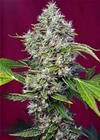 SAN FERNANDO LEMON KUSH® * SWEET SEEDS   5 SEMI FEM 