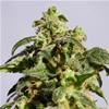 SKUNK + ( EX POWER SKUNK)  * KANNABIA SEEDS   5 SEMI FEM