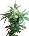 BLACK DOMINA® * SENSI SEEDS - 1 SEME FEM