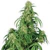 CALAMITY JANE  AUTO * BUDDHA SEEDS  3 SEMI  FEM