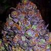 PURPLE HAZE AUTO * ORIGINAL SENSIBLE  SEED  5 SEMI FEM