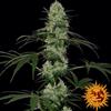 TANGERINE DREAM AUTO * BARNEY'S FARM   1 SEME FEM 