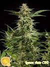 LEMON AUTO CBD*AUTO LINE  PHILOSOPHER SEEDS   3 SEMI FEM