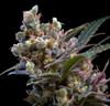 KRITIKAL BILBO * GENEHTIK SEEDS  1 SEME FEM