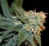 ESE T BILBO AUTO  * GENEHTIK SEEDS   1 SEME FEM 