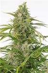 CHEESE AUTO CBD * DINAFEM SEEDS - 1 SEME FEM