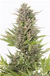CRITICAL + AUTO CBD * DINAFEM SEEDS - 1 SEME FEM