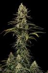 EARLY AMNESIA CBD * DINAFEM SEEDS - 1 SEME FEM