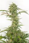 OG KUSH AUTO CBD * DINAFEM SEEDS - 3 SEMI FEM