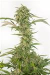 OG KUSH AUTO CBD * DINAFEM SEEDS - 1 SEME FEM