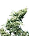 JAMAICAN PEARL® * SENSI SEEDS 10 SEMI FEM