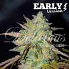 MARMALATE EARLY VERSION * DELICIOUS SEEDS   3 SEMI FEM