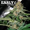 DELICIOUS CANDY EARLY VERSION * DELICIOUS SEEDS 10 SEMI FEM