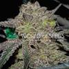 TONIC RYDER  AUTO * WORLD OF SEEDS   3 SEMI FEM