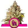 ROYAL GORILLA * ROYAL QUEEN SEEDS - 1 SEME FEM 