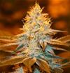 STRAWBERRY GLUE * T.H.SEEDS   2 SEMI FEM 