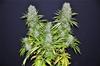 MALAWI PACK DE CRIA * ACE SEEDS  20  SEMI FEM