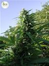 TIKAL PACK DE CRIA * ACE SEEDS  30  SEMI REG