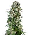 BIG BUD AUTO * SENSI SEEDS - 1 SEME FEM